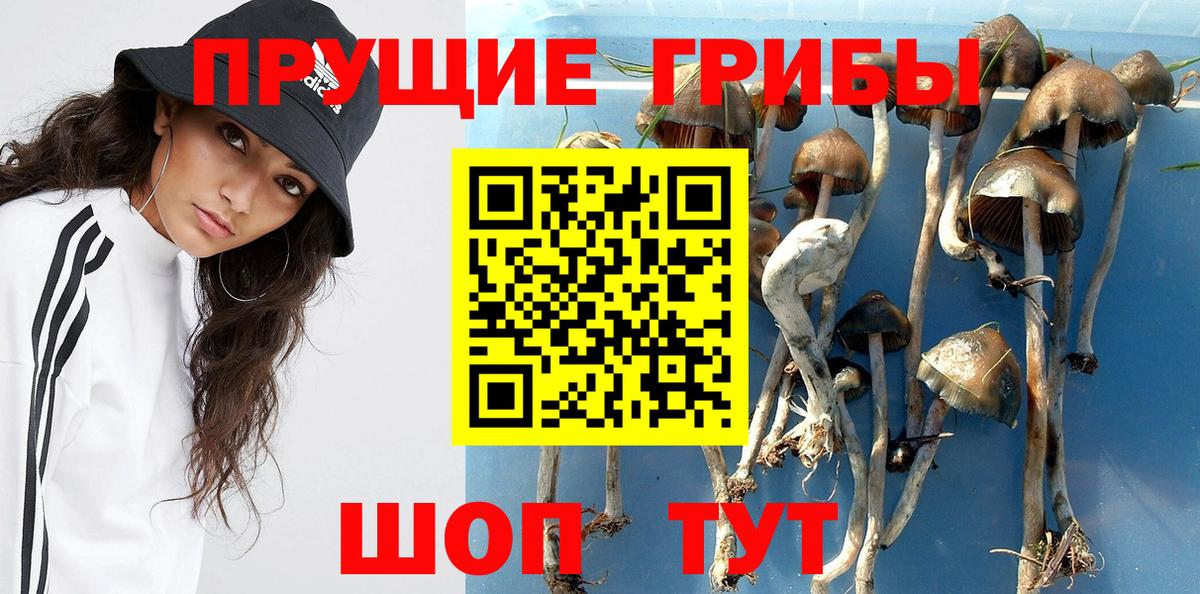Псилоцибиновые грибы Psilocybe Миасс